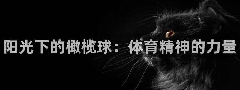 尊龙官网下载平台是正规平台吗安全吗：阳光下的橄榄球：体育精神